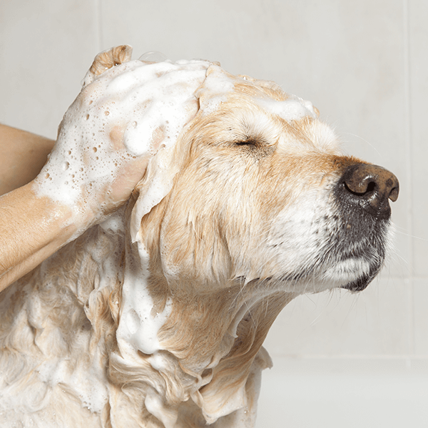 LILA LOVES IT - Shampoo Sensitive