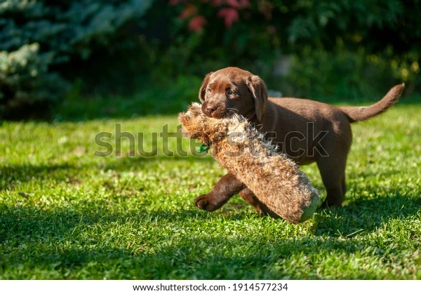 media/image/chocolate-labrador-puppy-playing-dummy-600w-1914577234.webp