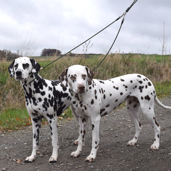 Doppelleine Moxonleine Durham für 2 Hunde