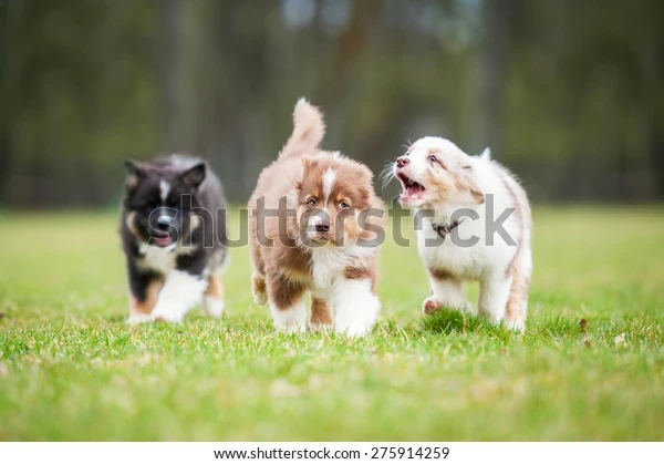 media/image/australian-shepherd-puppies-playing-outdoors-600w-275914259.webp